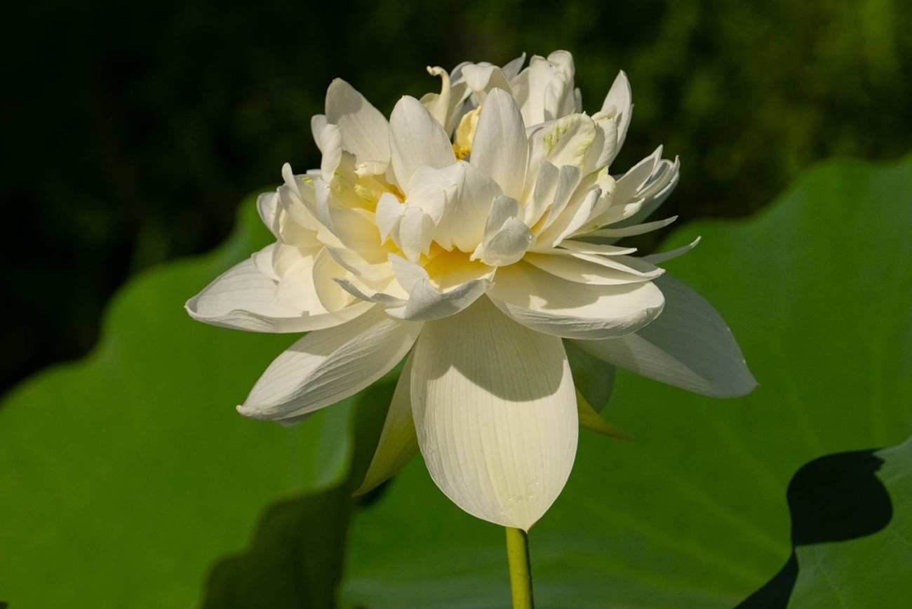 high cotton lotus