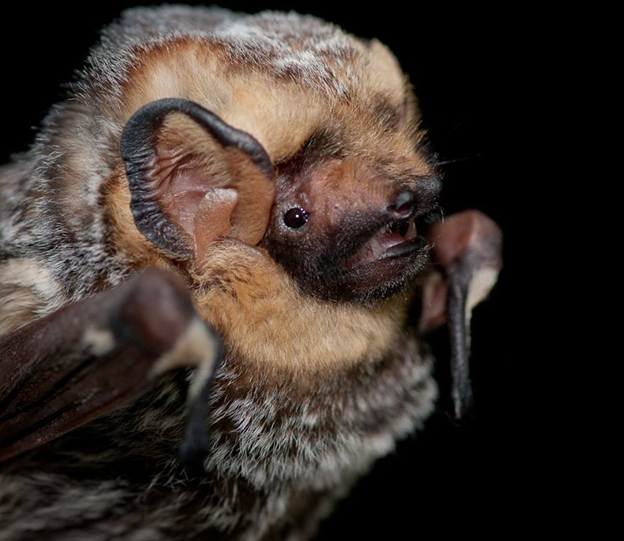 hoary bat