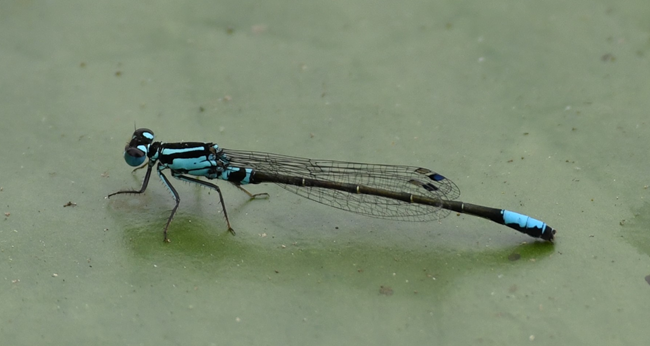 lilypad forktail damselfly