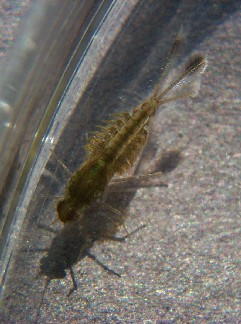 mayfly