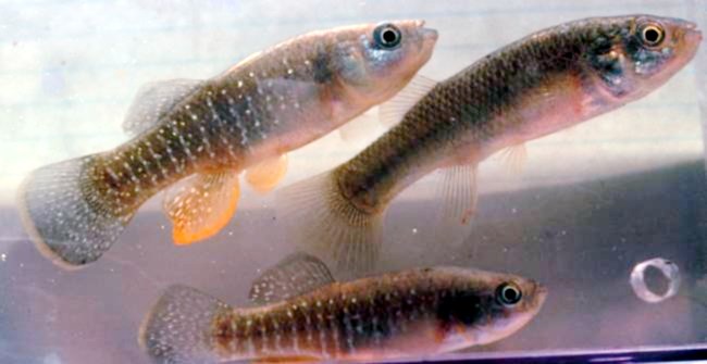 Mummichog Fish is seen with a striped body.