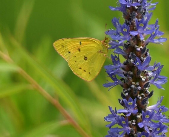 An orange butterfly on a purple flower