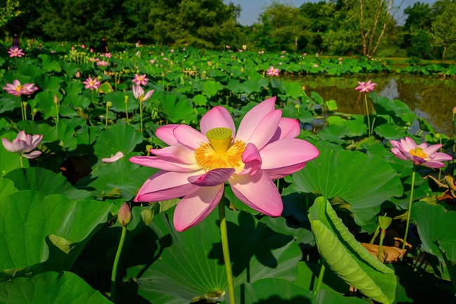 A pond with green lily pads is surrounded by grass trails