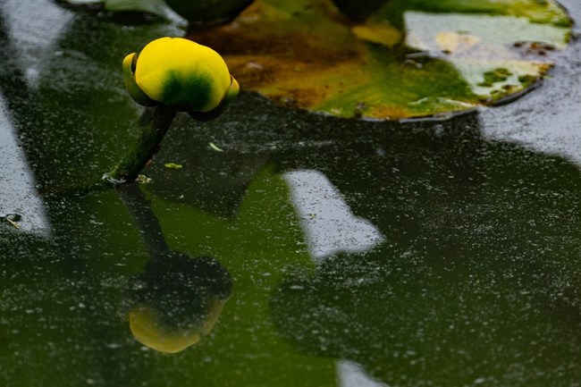 A small yellow flower is just above the water with green leaves in the background