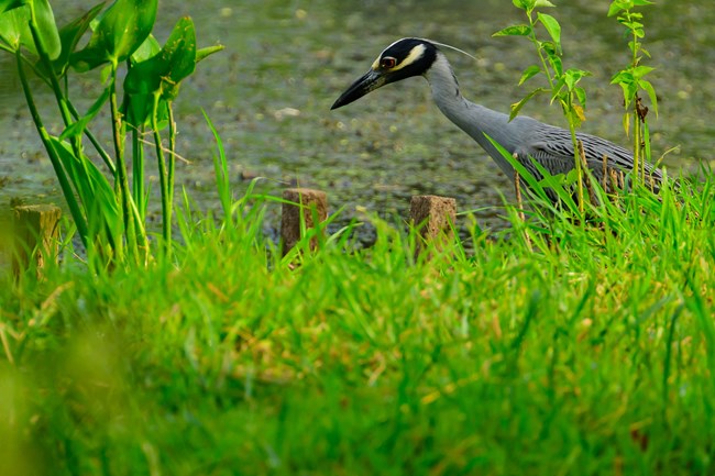 A tall bird with a black head and white stripe looks into a pond