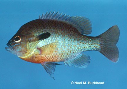 A fish with a red breast and silver scales with a blue background.