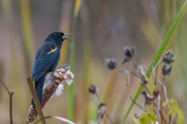Calling Red-Winged Blackbird on a cattail