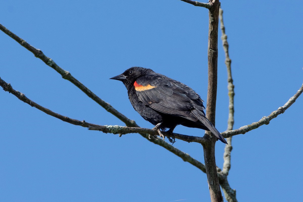 red winged black bird on a branch
