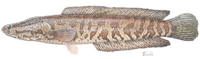 A long, dark fish is shown with a long top fin.