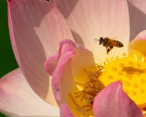 A small bee is on a flower