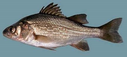 A silver fish is shown with a blue background.