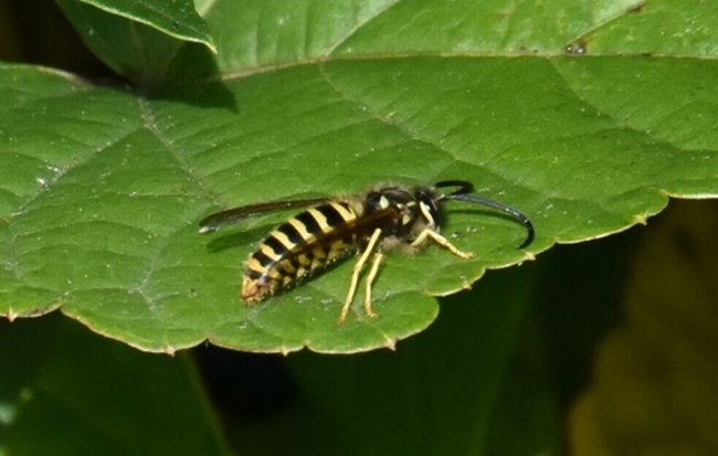 A yellow and black bug on a green leaf