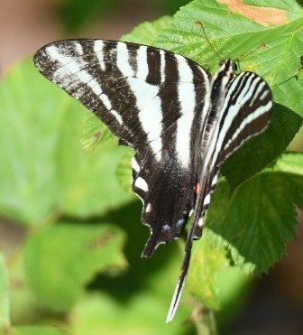 A black and white butterfly sits on a leaf