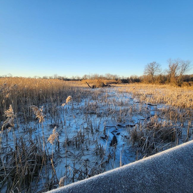 KEAQ Frozen Marsh