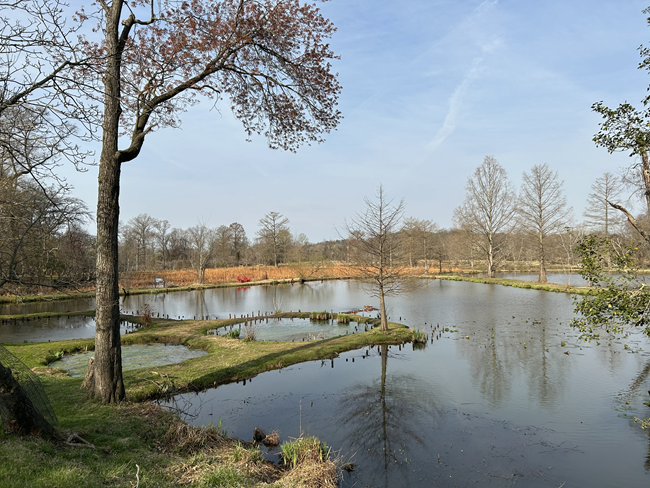 Multiple ponds with grass pathways between the ponds. A large tree on the path between two ponds with more trees in the background. The sky is clear and sunny.