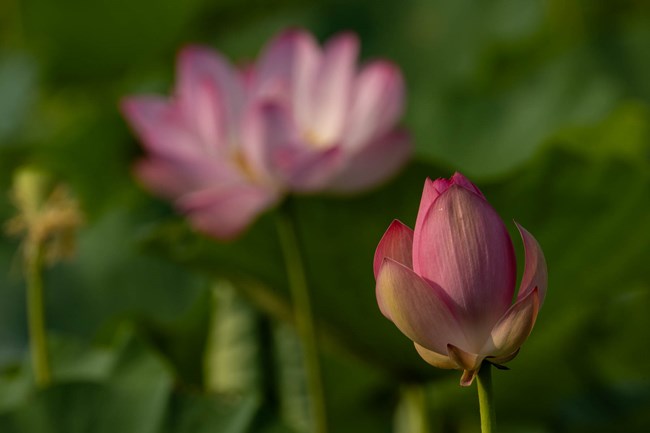 lotuses in bloom