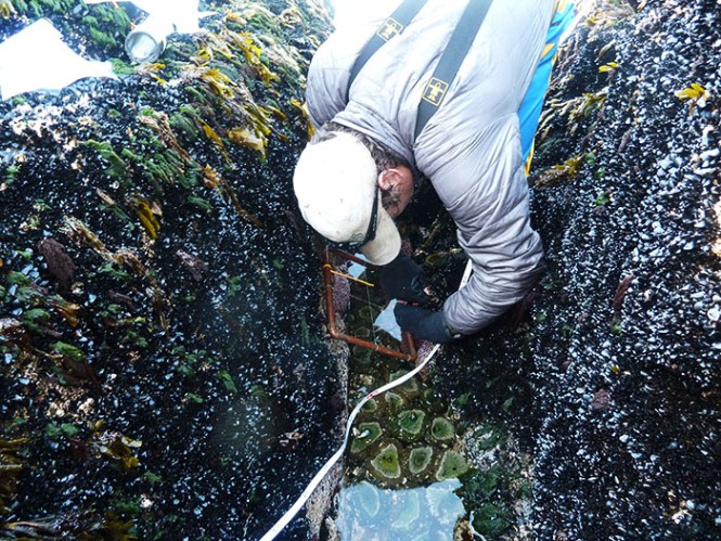 A park tech reaches down in to a crack in the rock to retrieve equipment. A park tech reaches down in to a crack in the rock to retrieve equipment.