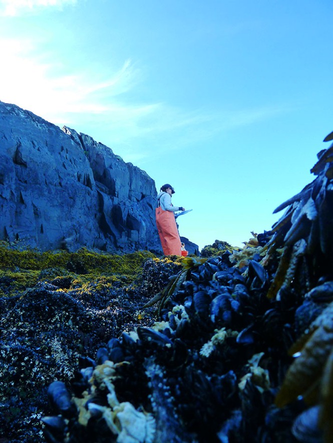 The park ecologists stands on a rocky hillside. In the foreground, thousands of blue mussels cover the rocks. The park ecologists stands on a rocky hillside. In the foreground, thousands of blue mussels cover the rocks.
