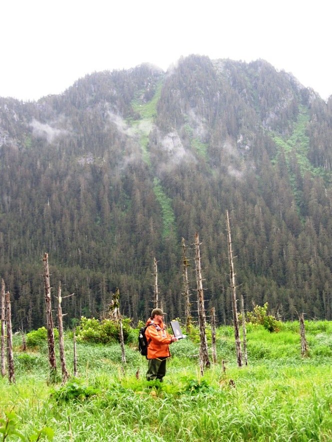 A park tech stands in a field of dead spruce trees, with cloudy mountains in the distance. 