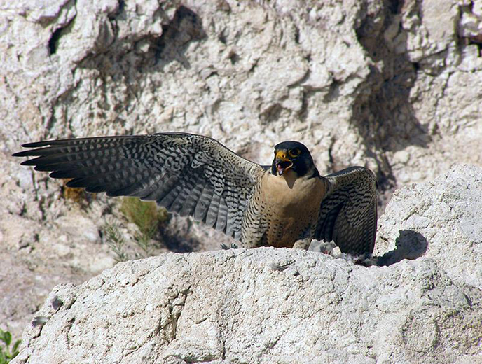 Perched Peregrine Perched Peregrine