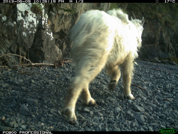 View of a the rear of a mountain goat as it walks on a rocky beach.