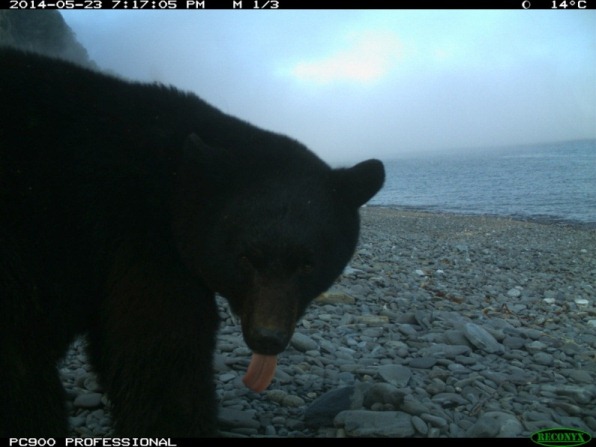Profile of a black bear on a beach, and it's tongue out. 