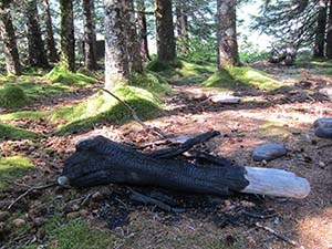 A large piece of downed tree on the forest floor, which has been charred from a campfire.