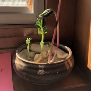Bean and Pea Seedling with growth in a brown pot