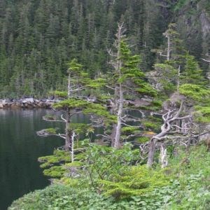 Mountain Hemlock trees grow stunted along the windblown Kenai Fjords coastline