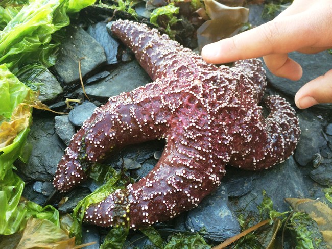 A finger pointing at a purple colored sea star on a rock.