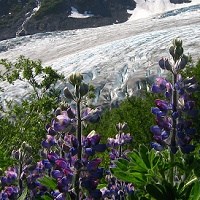 Lupine in full bloom, along the Harding Icefield Trail.