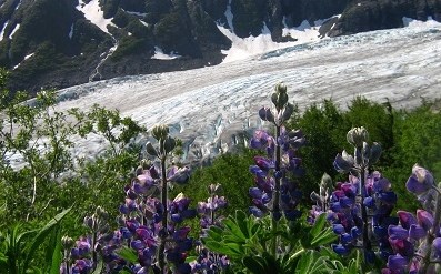 Purple flowers grow in the meadows beside Exit Glacier.