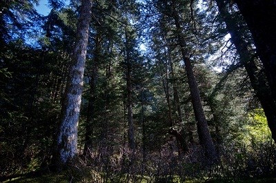 A spruce forest.