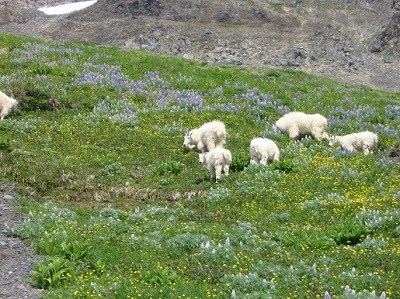 Mountain goats feeding on alpine vegetation.