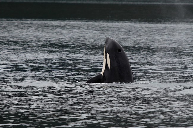 An orca "spyhopping" (poking its head) out of the water.