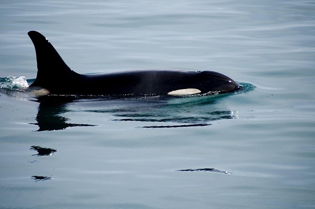 An orca surfaces in calm water, showing its head and dorsal fin.