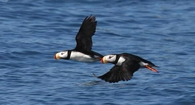 Two horned puffins fly together over the water.