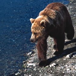 A brown bear walks along a shoreline.