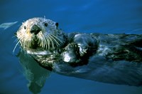 A sea otter floats on its back in the water.