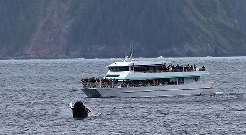 A humpback whale breaches in front of a tour boat full of people.