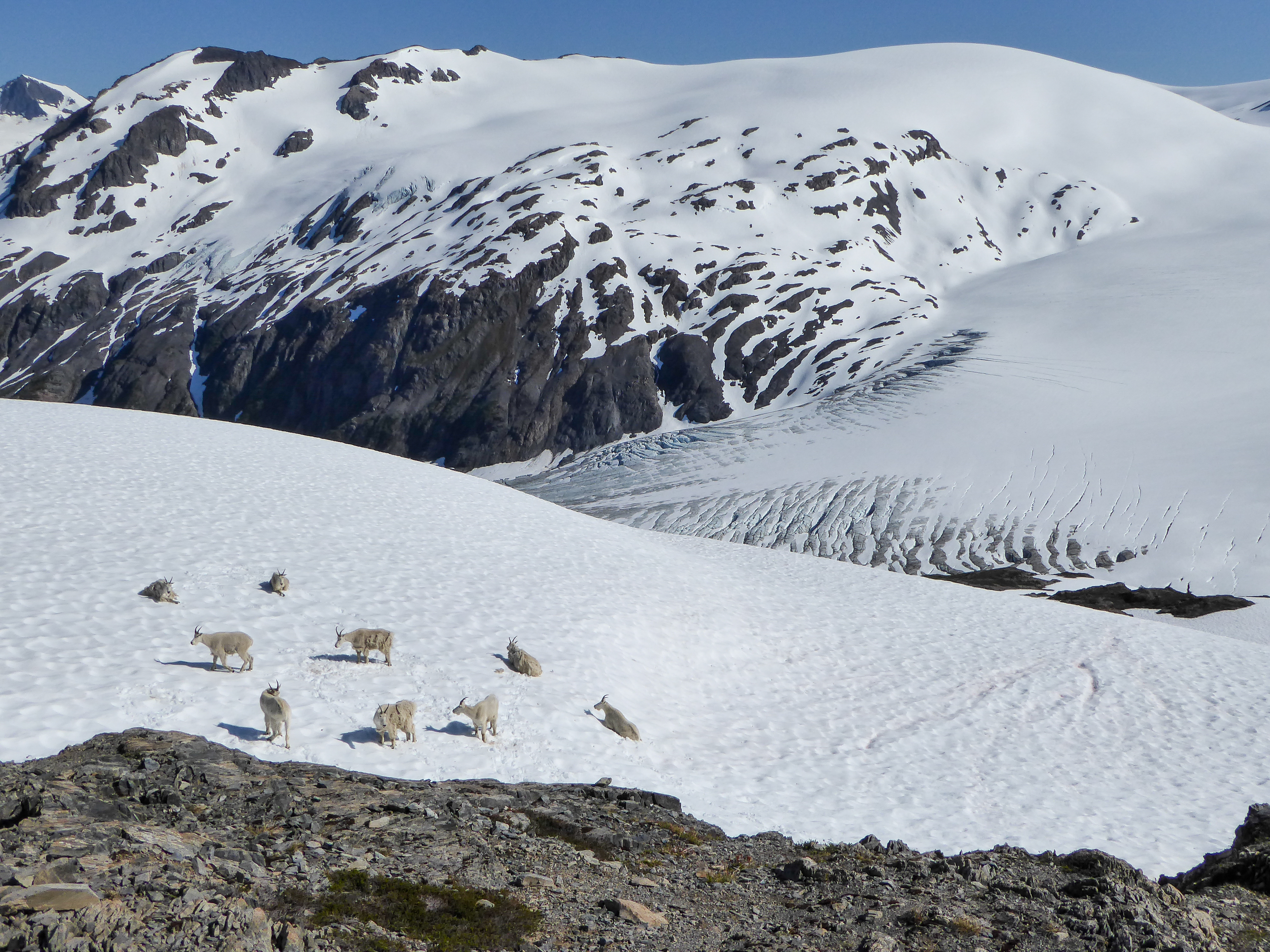 Mountain goats with glacier behind