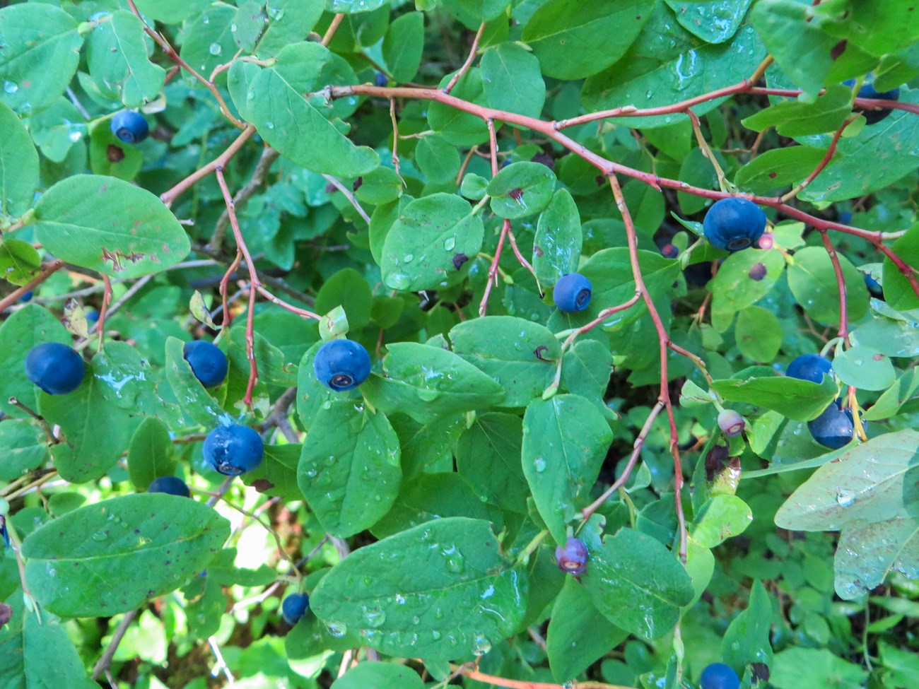 Blueberries on a bush