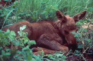Sleeping moose calf.