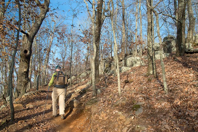 Hiker on wooded trail during autumn. Trees without leaves fill image. Hiker wears a tan backpack, green hat, and uses hiking poles.