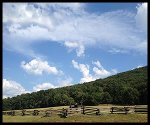 Densely tree-covered hill sits under a blue sky with a few clouds and behind a picket fence.