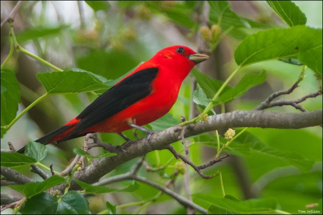 Thin, fist-sized bright red bird with black wings and tail is perched on tree branch.