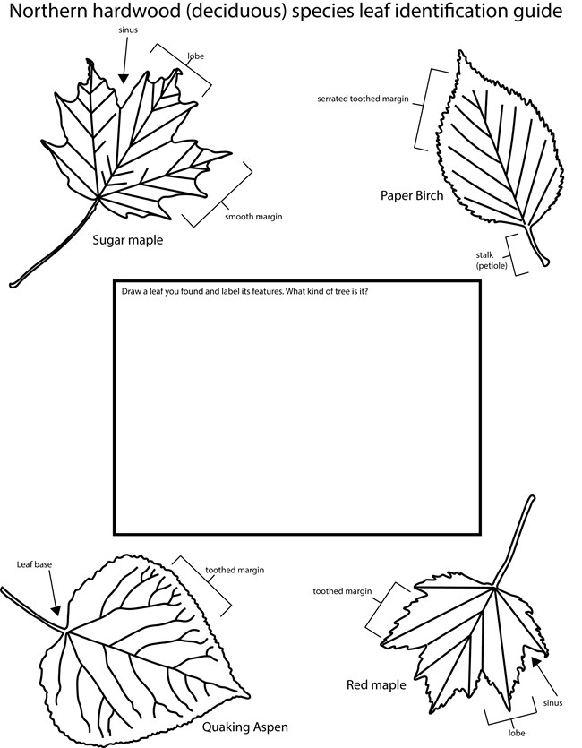 Four leaf outlines are in the corners of the photo. From top left clockwise they are: sugar maple, paper birch, quaking aspen, red maple. Students can identify their own leaf in the blank box in the middle.