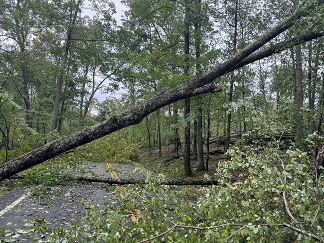 A large tree has fallen and is leaning just over a paved two lane road.