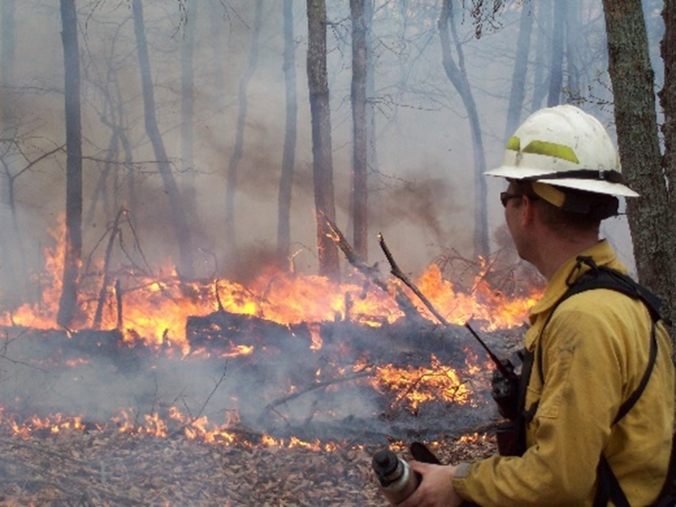 A wldland firefighter in a yellow shirt is surrounded by a fire in a forest.