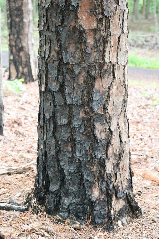 Black burn marks are on the lower part of a pine tree.